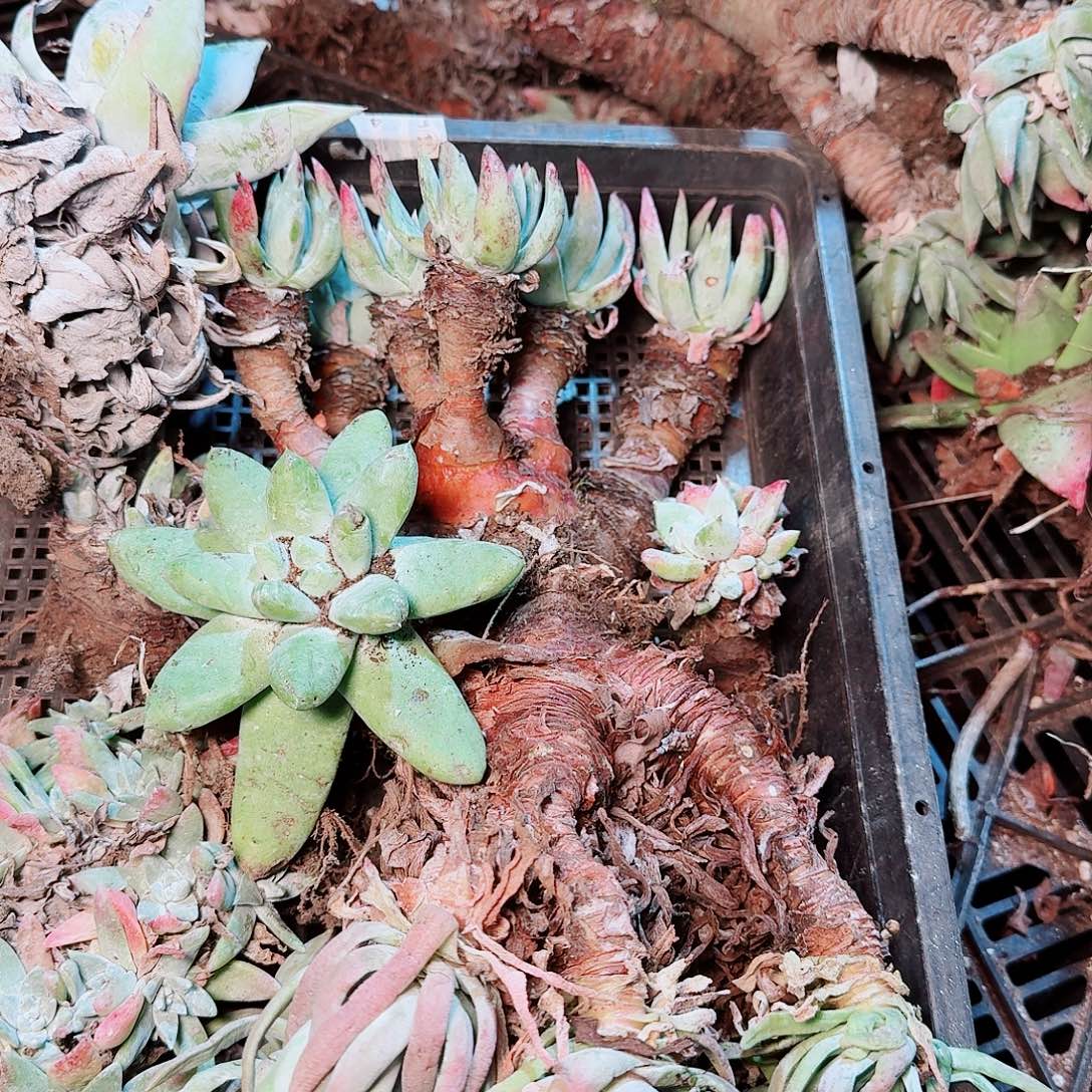 9419瑕疵框拍不售后