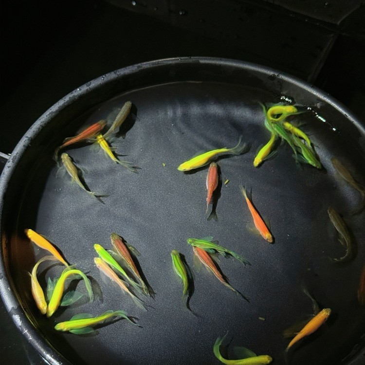 特特小蝶翼】蝶翼斑马观赏鱼直播间挑鱼热带观赏鱼好饲养活体宠物 