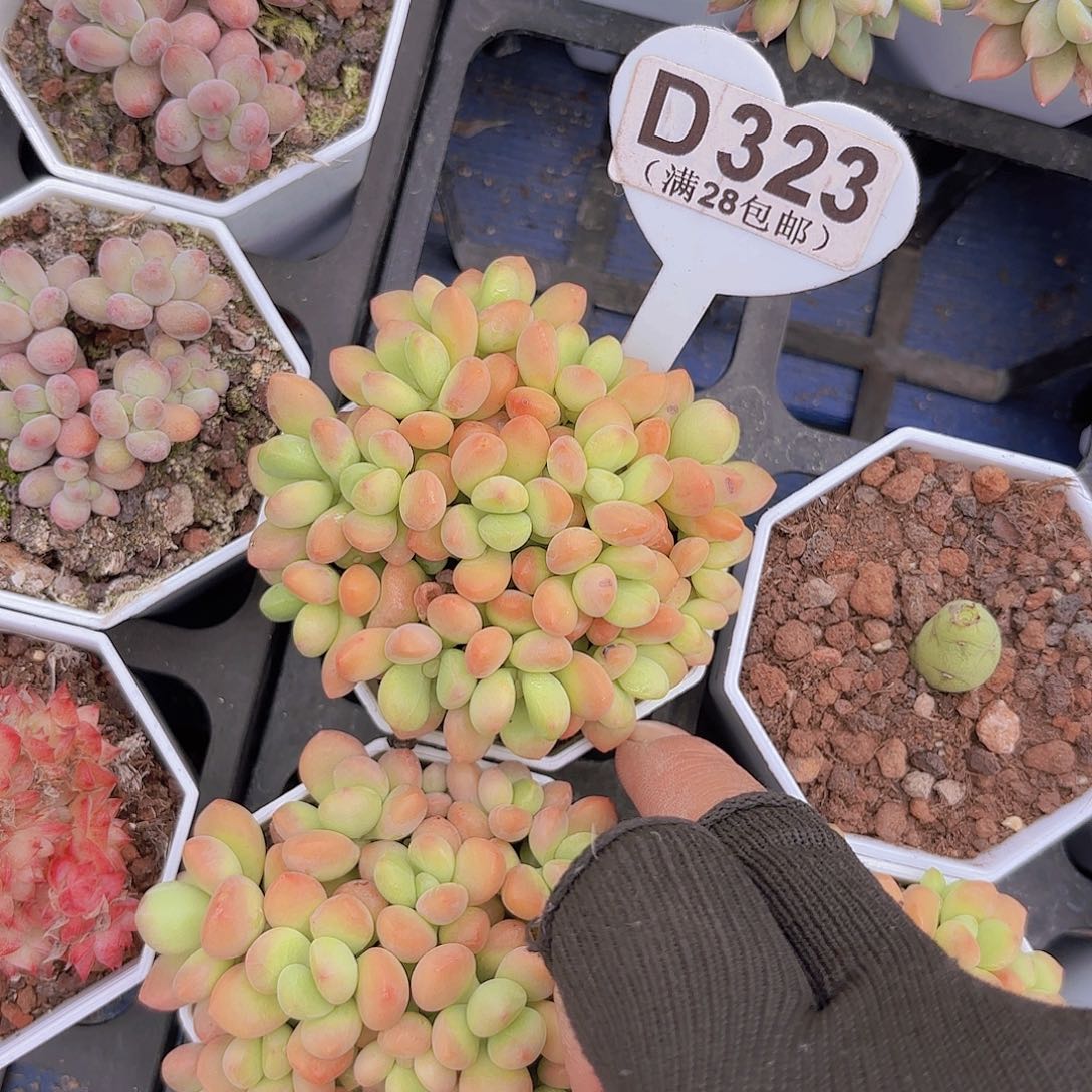 D323QQQQ糖一物一拍