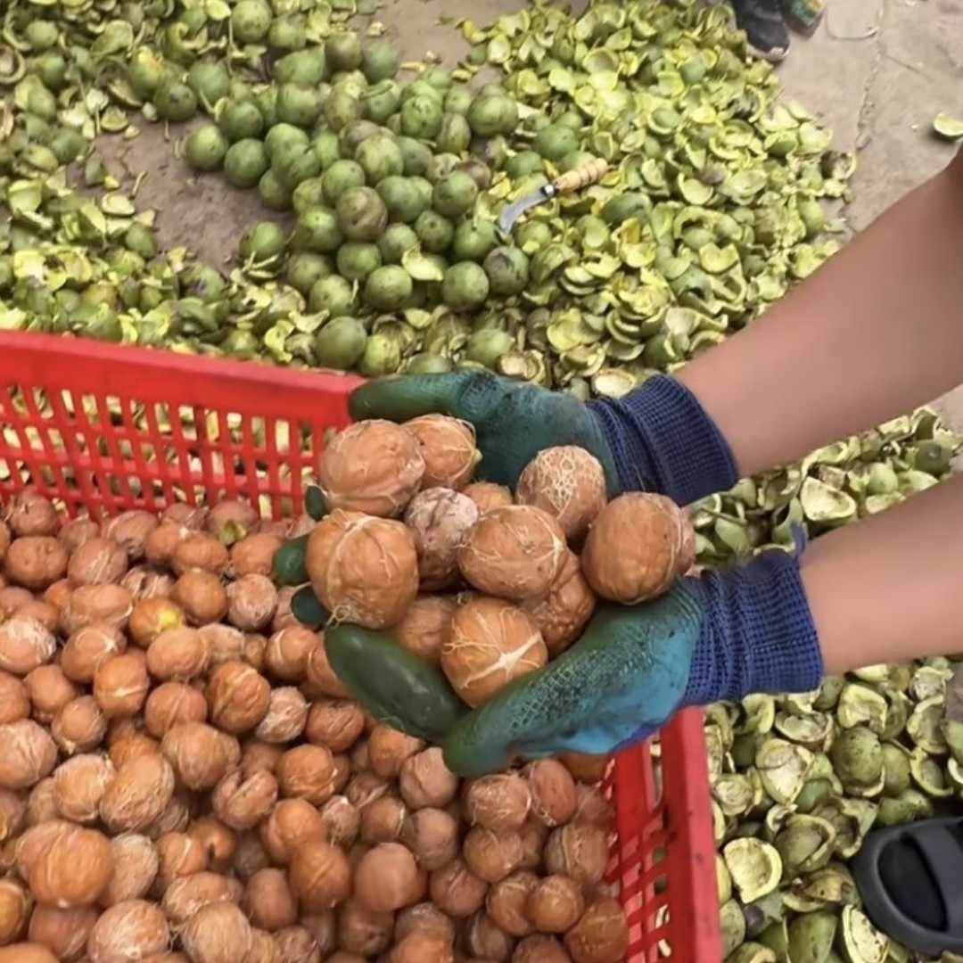纸皮核桃蓟州脆皮核桃脆甜香新鲜新鲜核桃