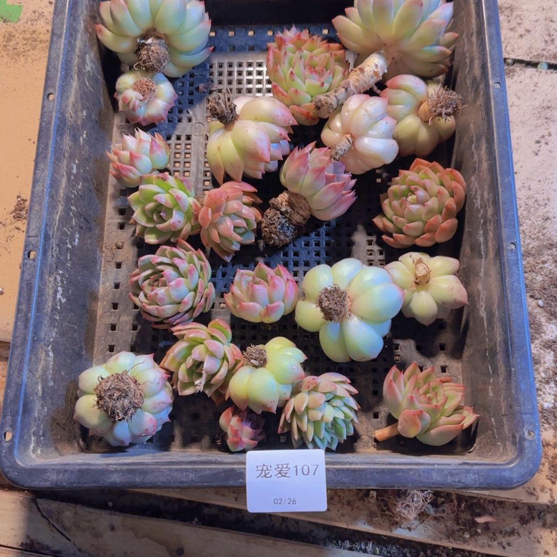 直播福利一物一拍107