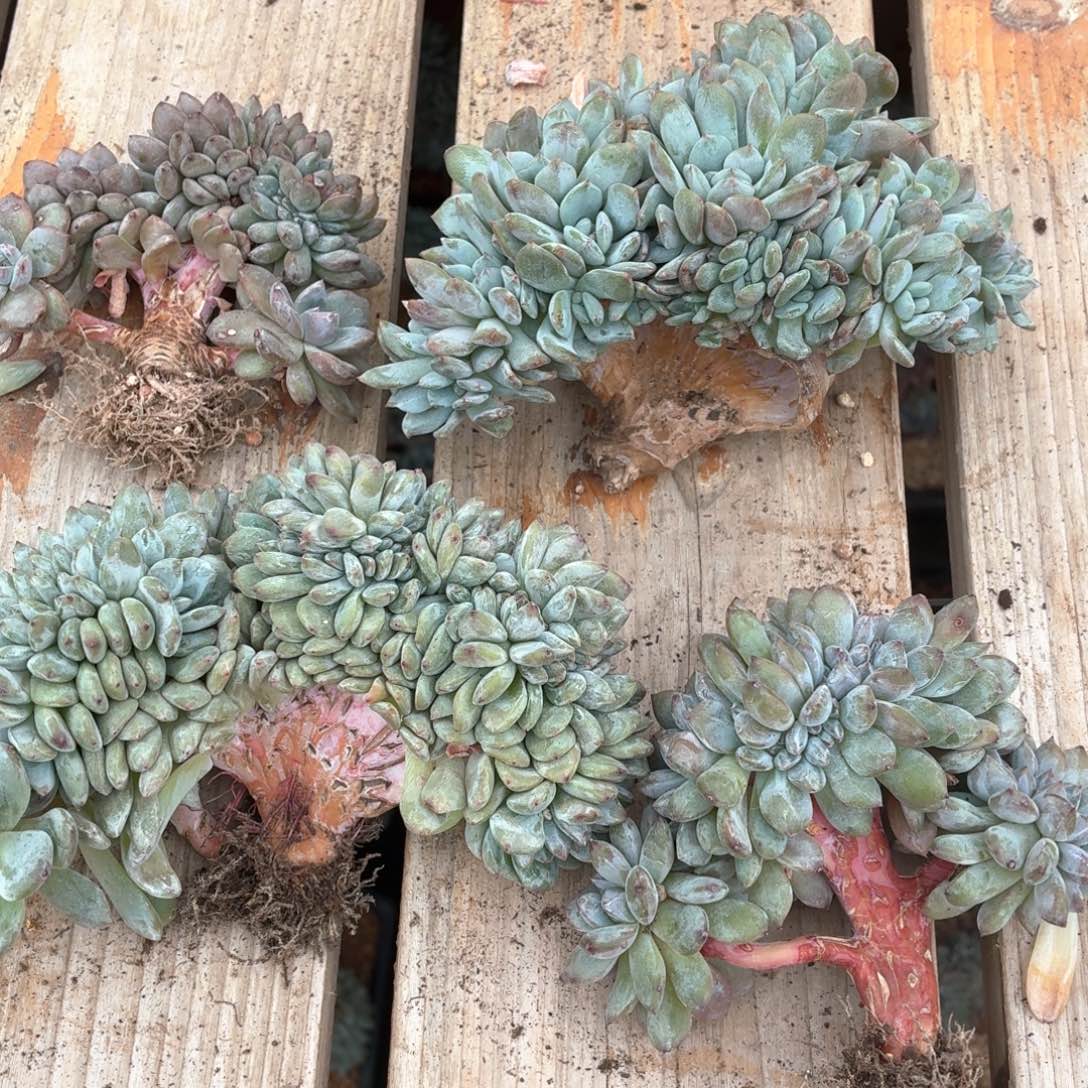 非***）非哥寄养星影4颗星影