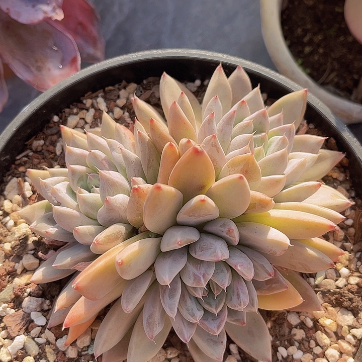 星云12159多肉植物