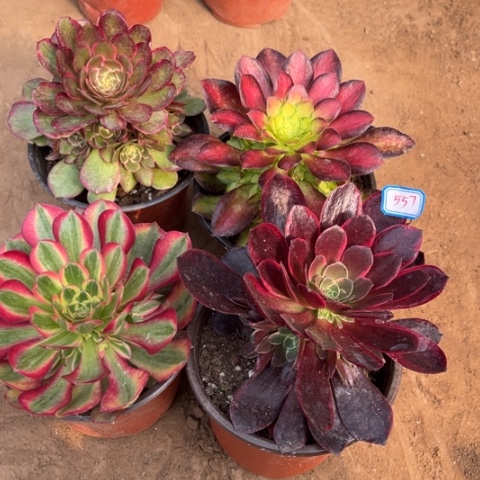 557多肉植物组合
