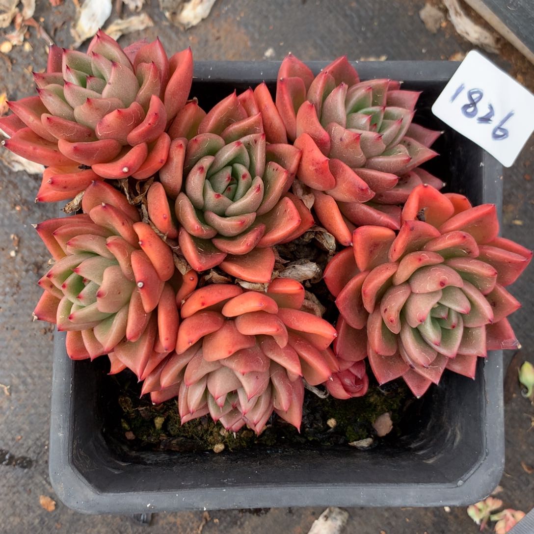 1826杂交多肉老桩