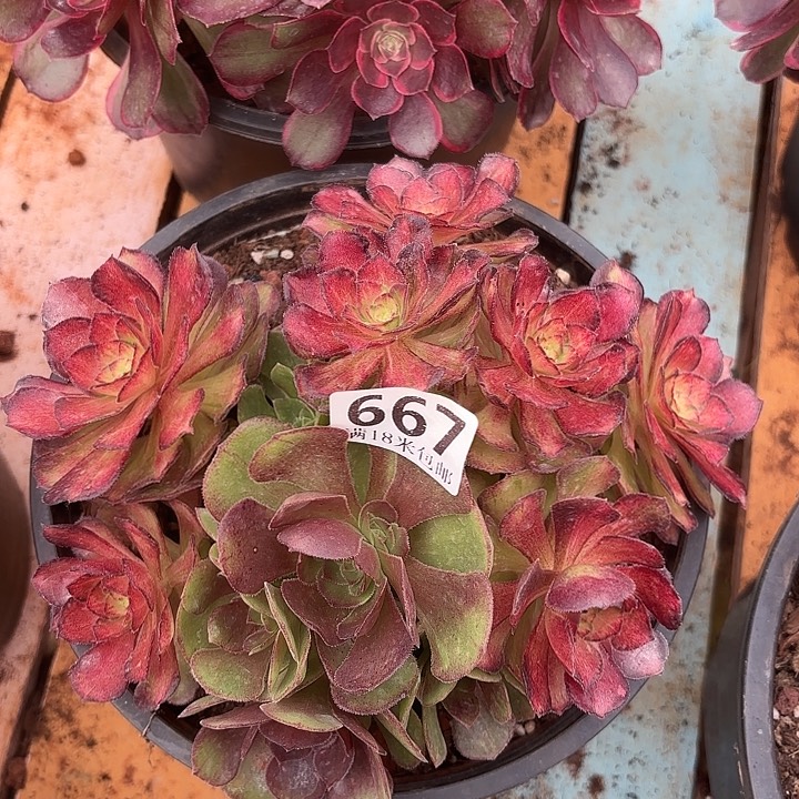  667海王七彩掌心多肉法师锦不包侧枝断枝