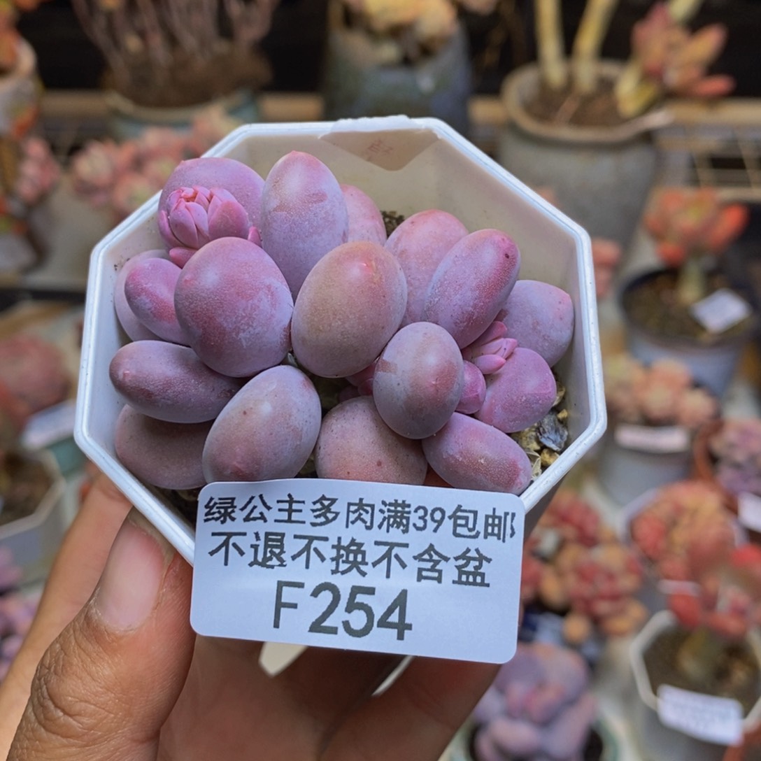 254糖豆奶多肉5c m