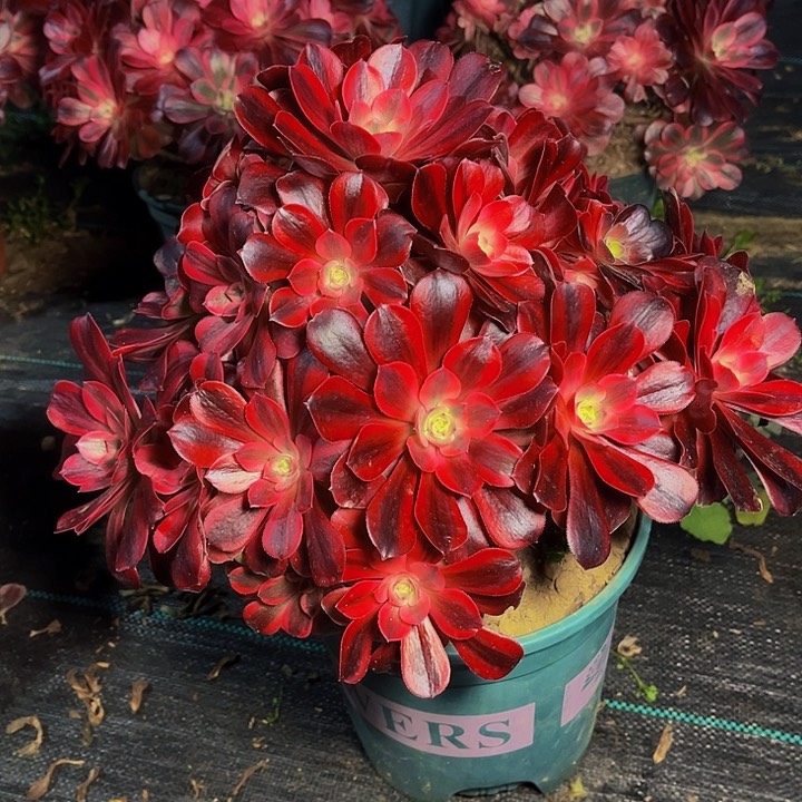 美杜莎美杜莎012