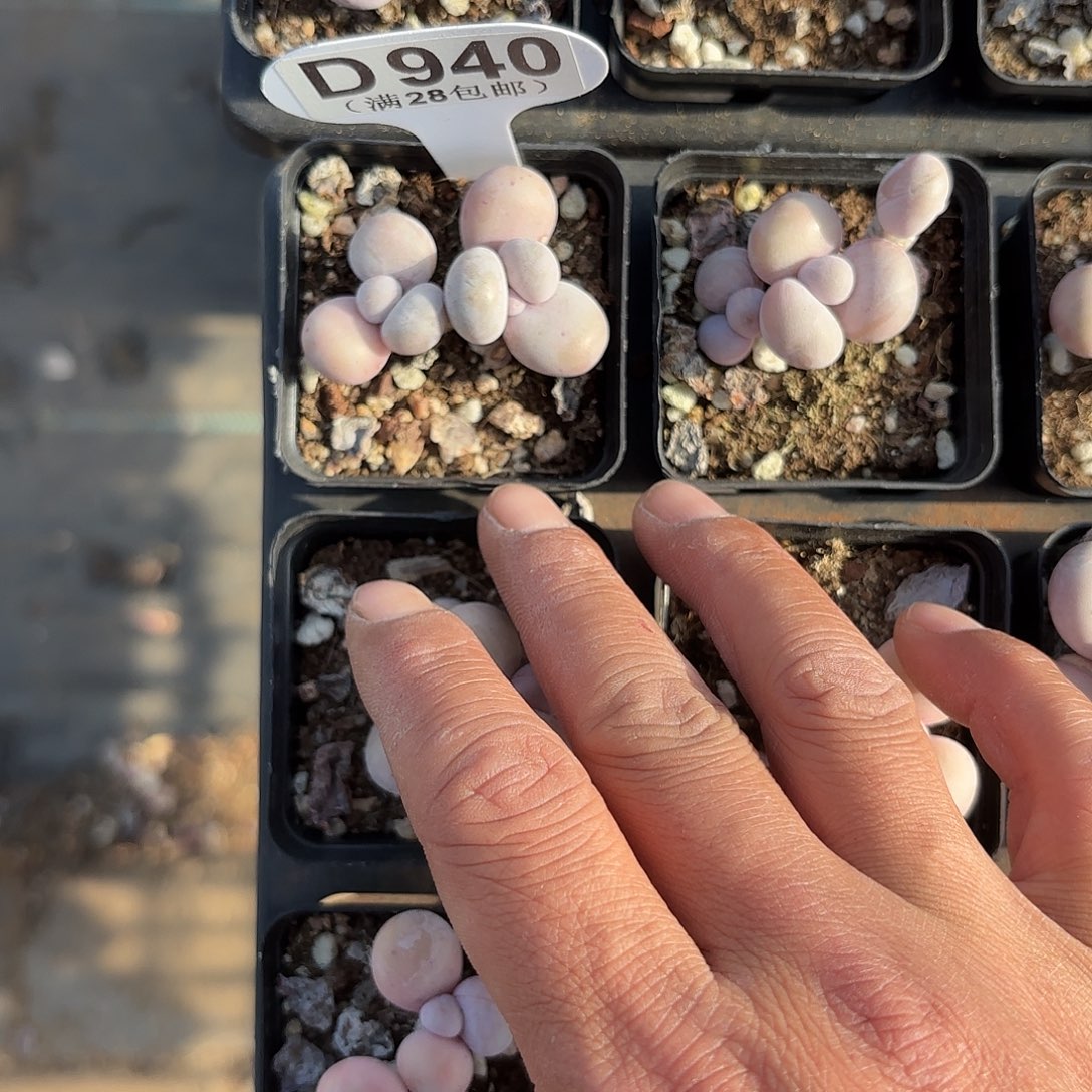 D940水光针一物一拍