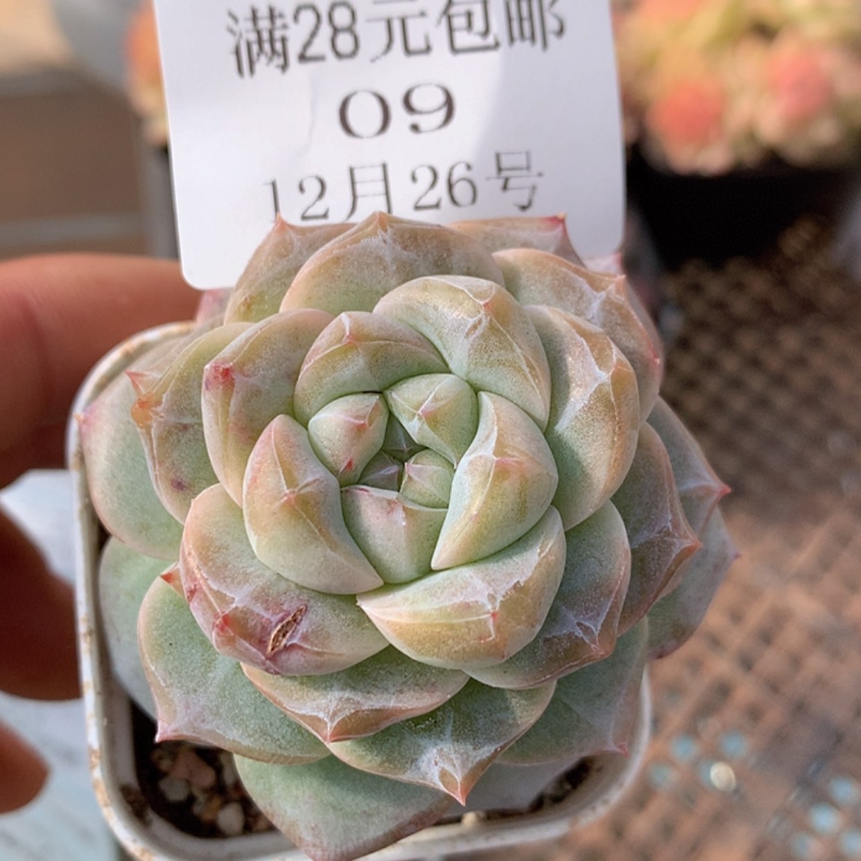 【闪购商品】云09号粉钻5厘米