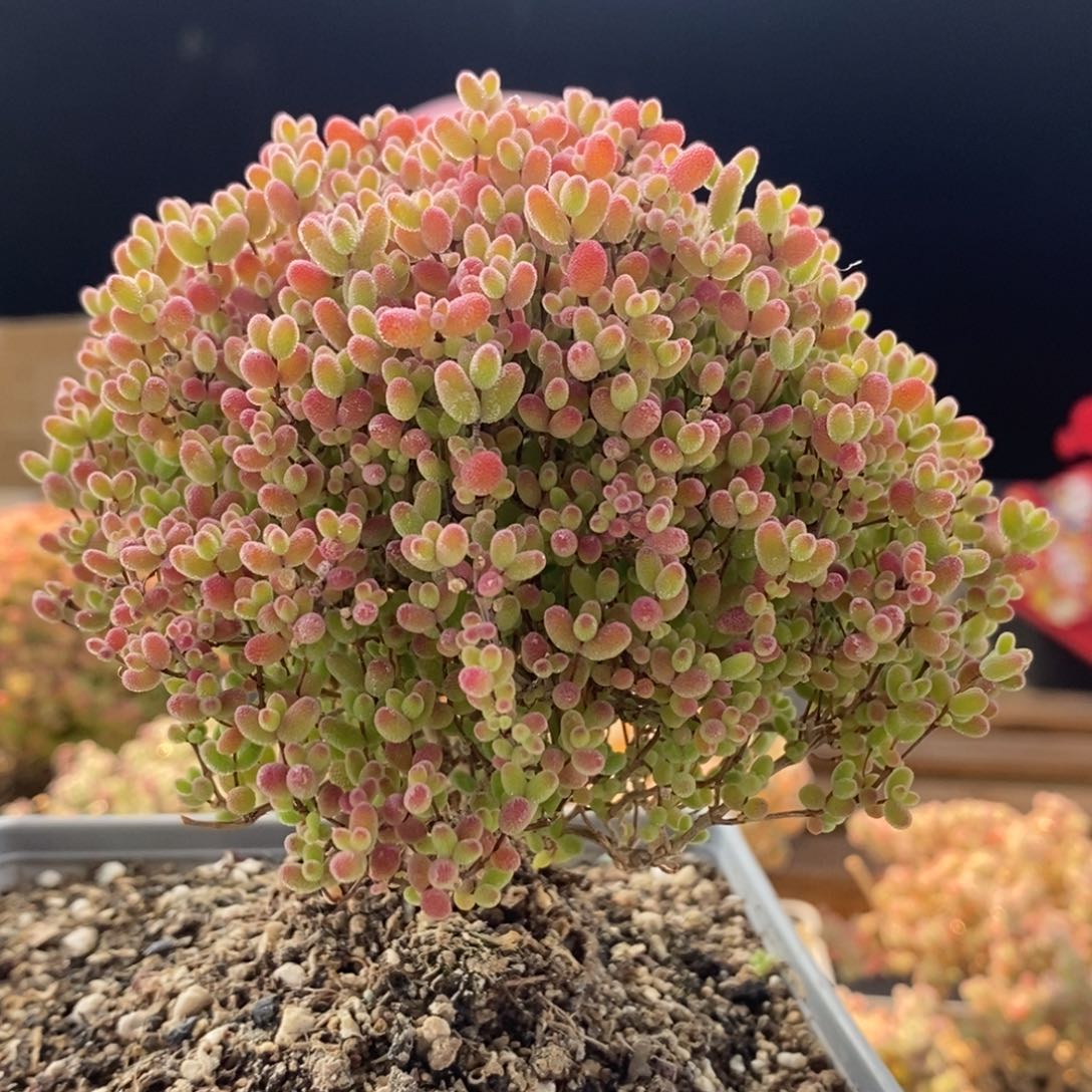 蜜橘糖球8319枝干番杏