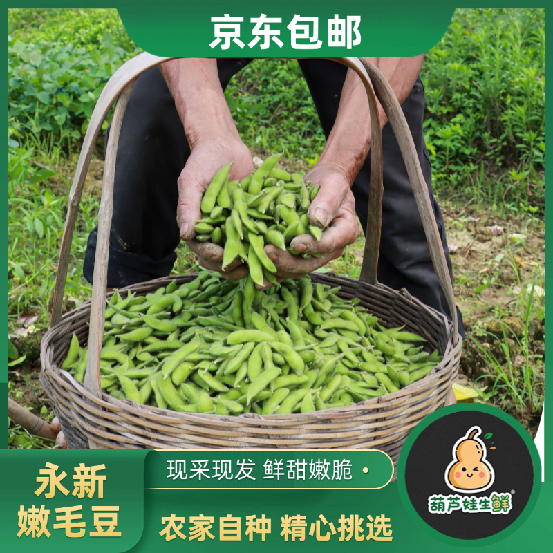 【毛豆➕青辣椒】永新本地毛豆田豆新鲜扁毛豆 不水洗甜脆嫩 现摘