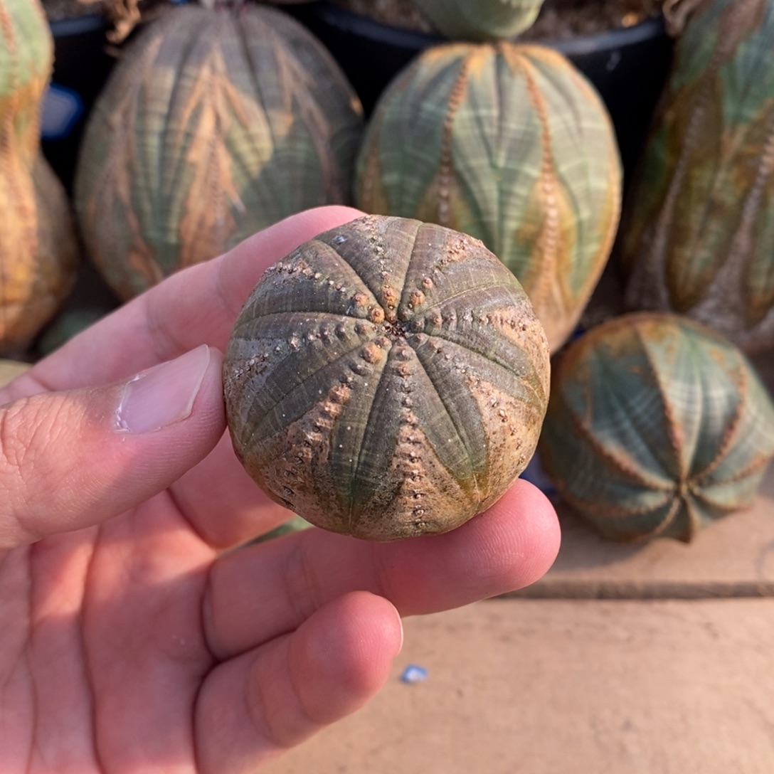 1布纹球多肉植物一物一拍