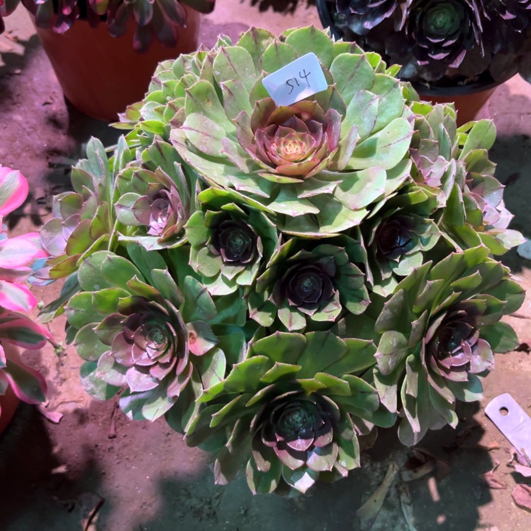 多肉植物万拉丝514