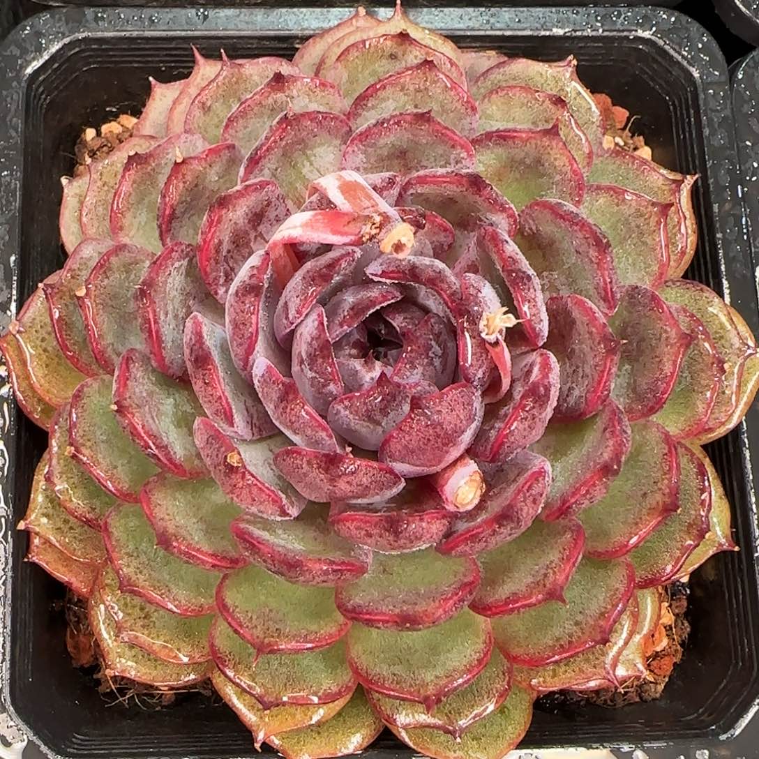 从前慢花园精选蓝莓