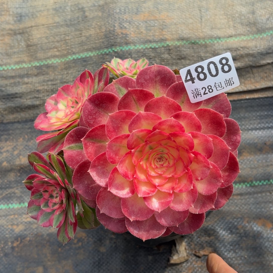多肉植物4808荔枝