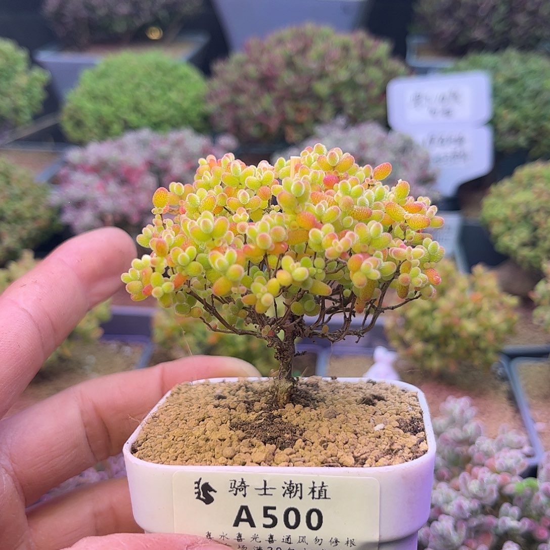 辞***愁500蜜橘糖球枝干番杏