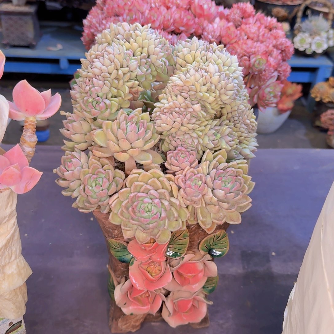 天*多肉植物的生长发育