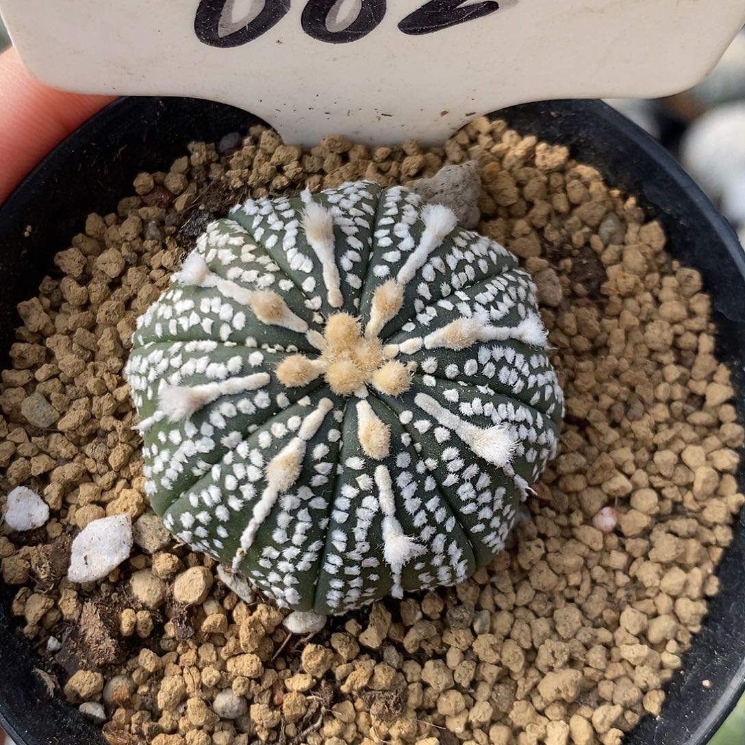 M***梁002奇迹兜系列产品