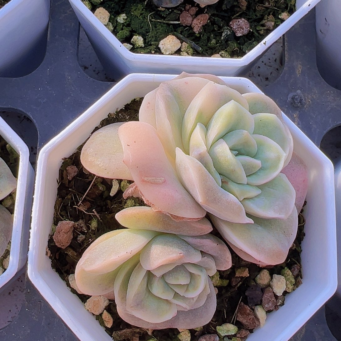 可爱玫瑰锦双头19包邮