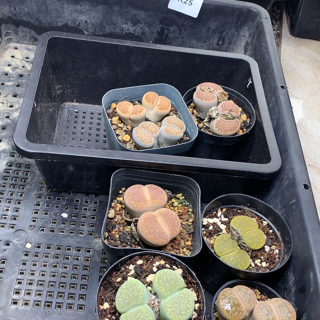 初*～K25多肉植物保护研究所