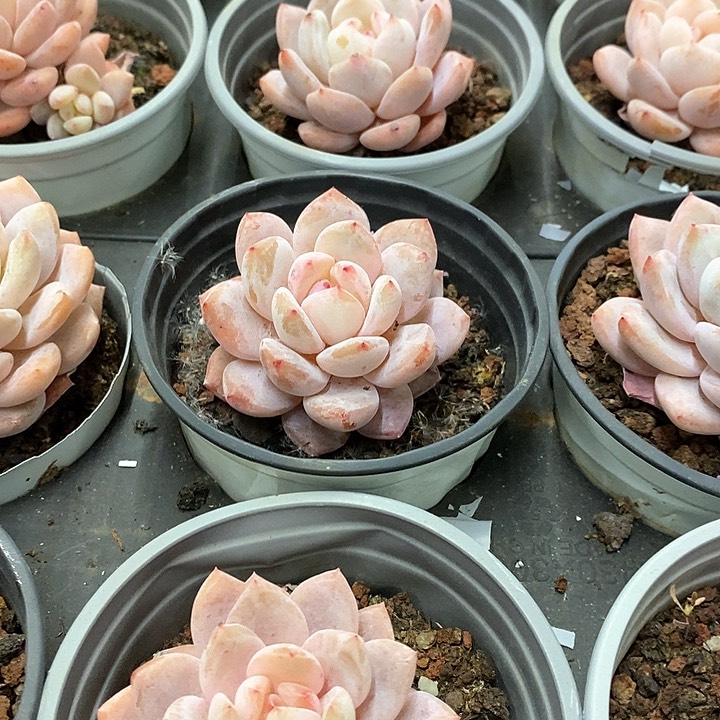 83。雪天使。单头。