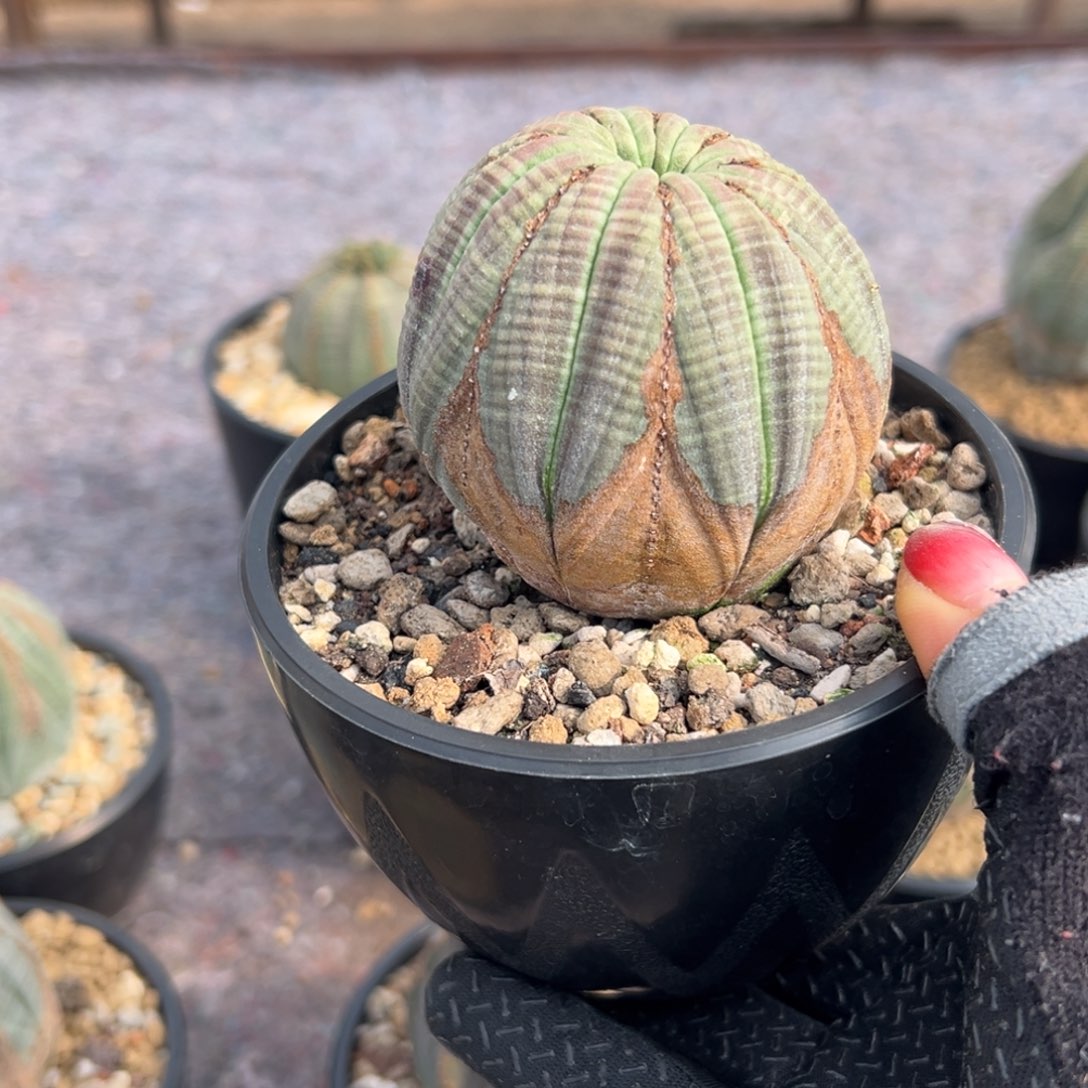 s****）w 2345678908765432