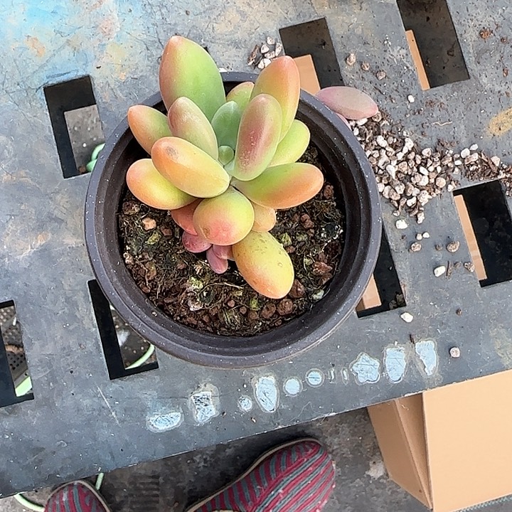 青蛙王子儿童牙膏111