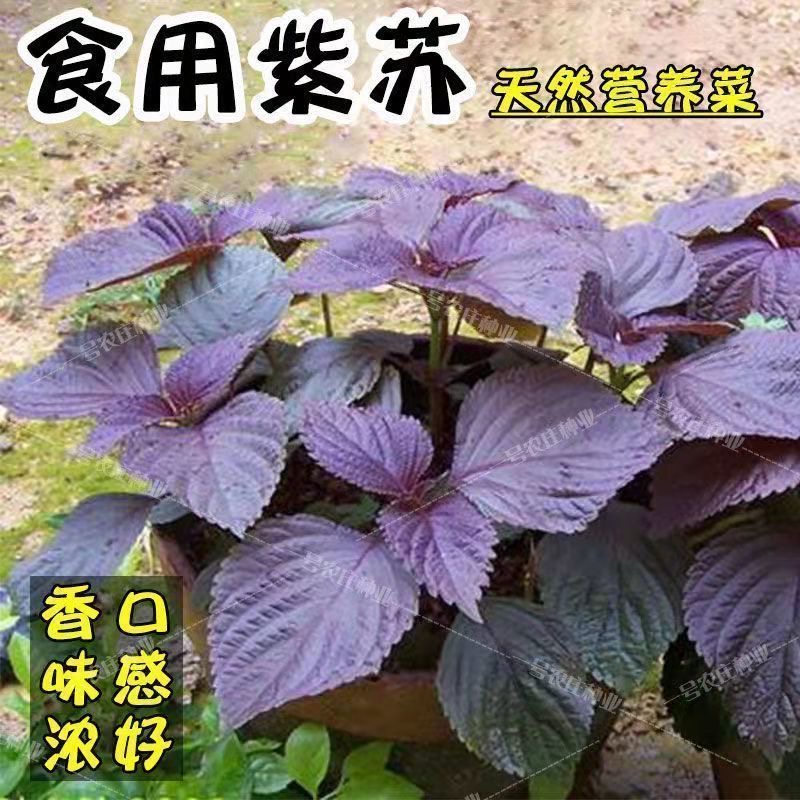 【紫苏种子】正宗大叶紫苏种子可食用香味浓郁耐寒四季庭院蔬菜种子