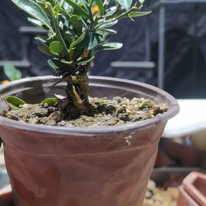 完全开放金豆小橘子绿植