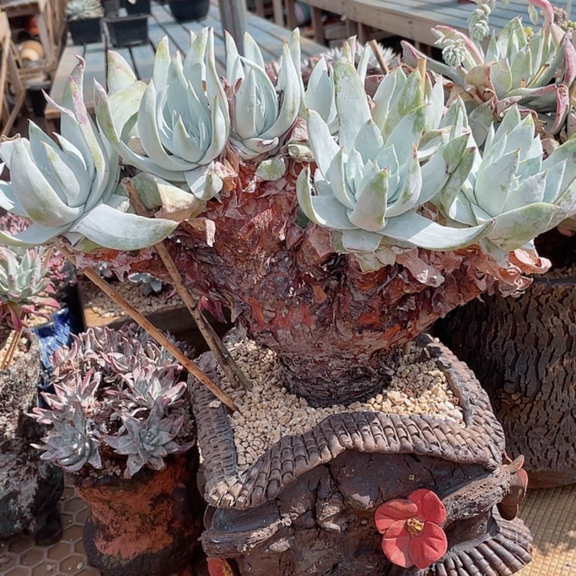 【闪购商品】大牡丹苹果叶