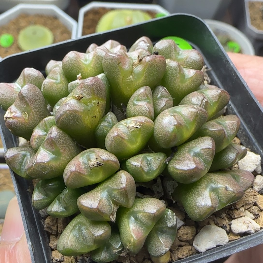 透明嘟嘟多肉植物241