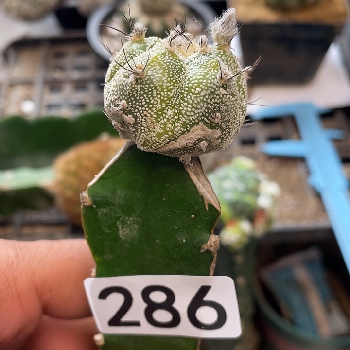 仙人球286号球恩棵