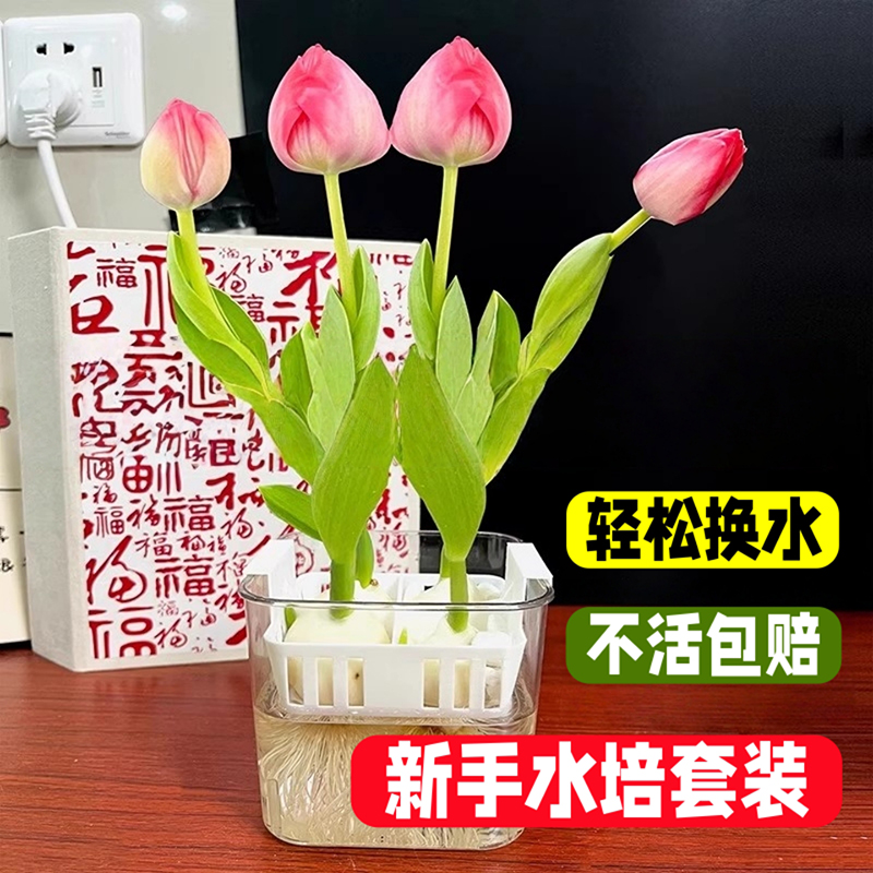 水培郁金香种球荷兰进口水培土培阳台盆栽室外多年生耐寒花卉植物