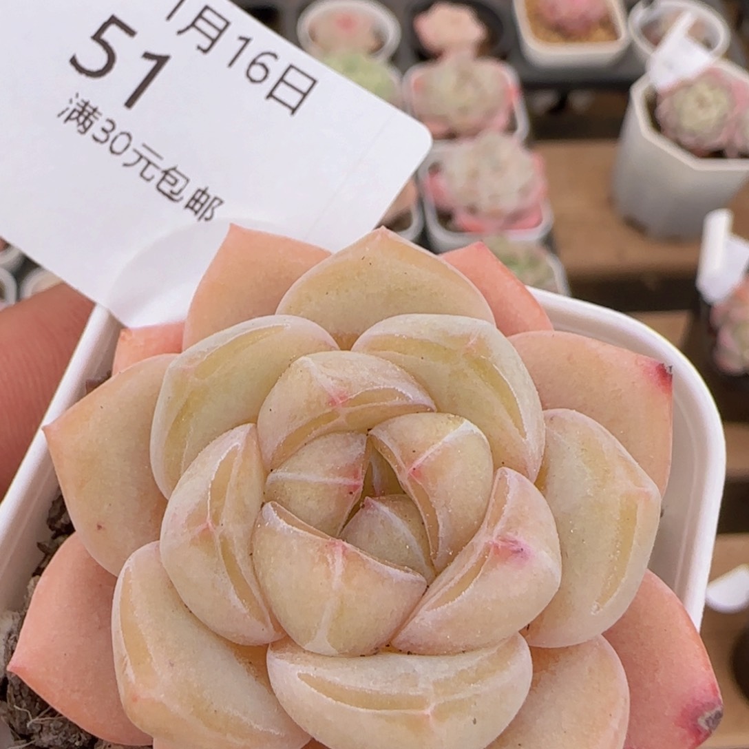 水晶鞋单头一颗脱土