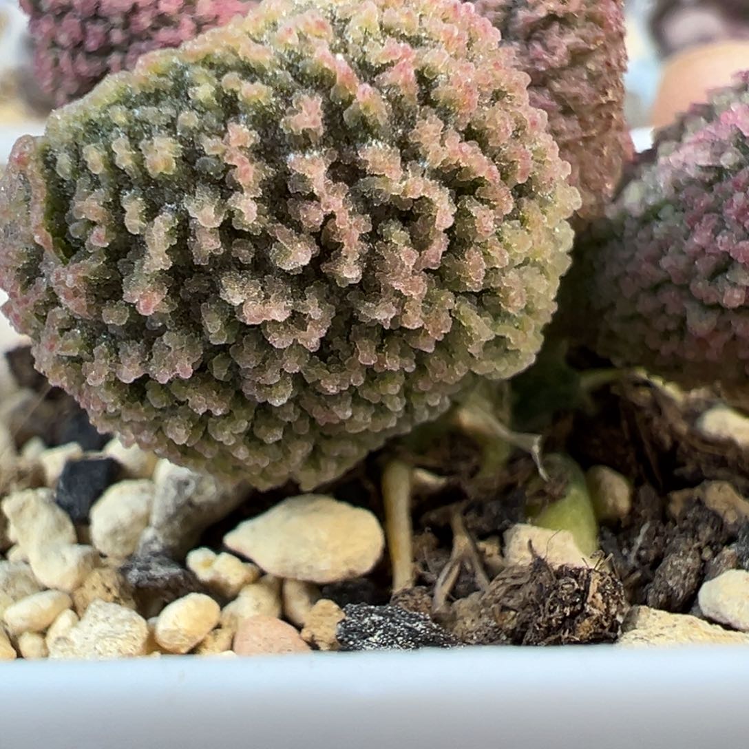 024-5125叶片叶片叶片