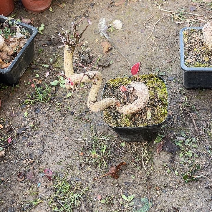 ****生无花朵45菊花菊花计划经济