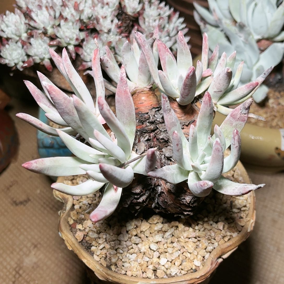 9190雪花仙女杯多肉