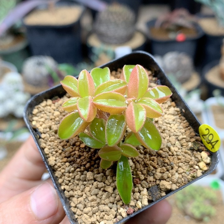 粉背椒草脱土不包掉叶子294