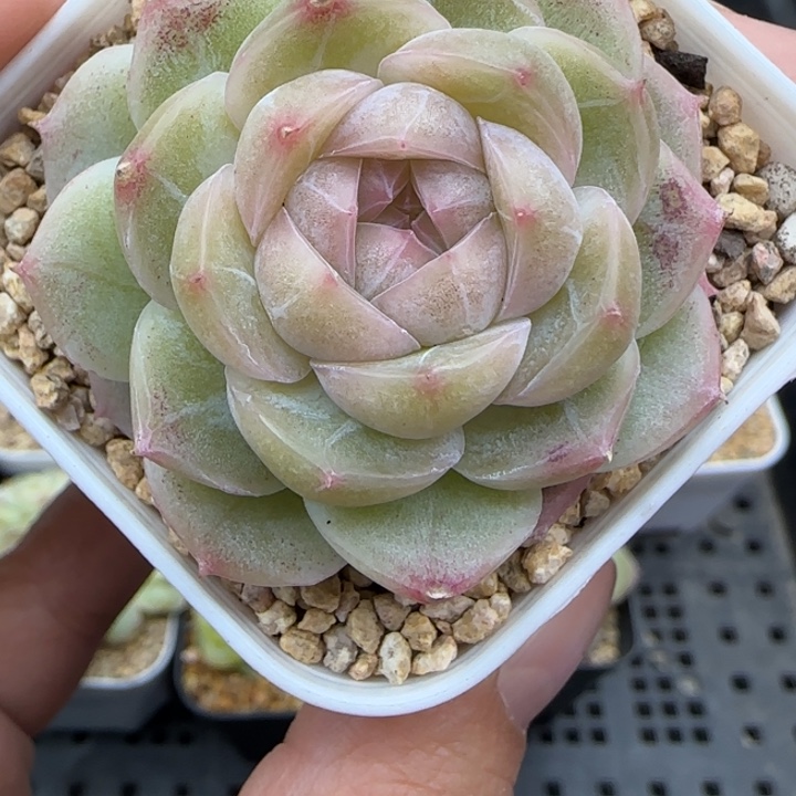 441号晗雨多肉植物