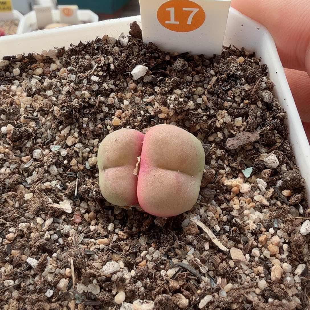 e***m多肉植物多肉植物 721 号