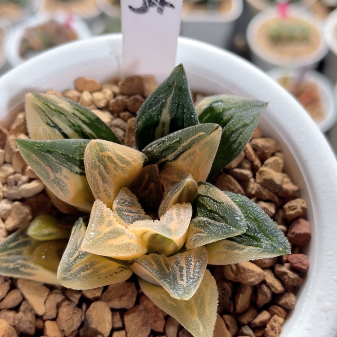 54糊斑毛蟹锦。