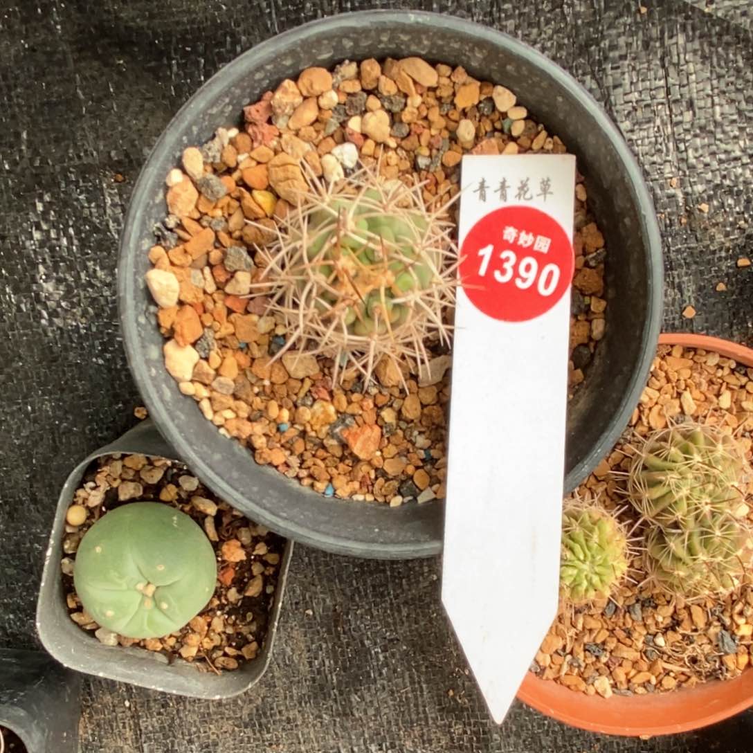 实生狂刺伍佰津玉一颗