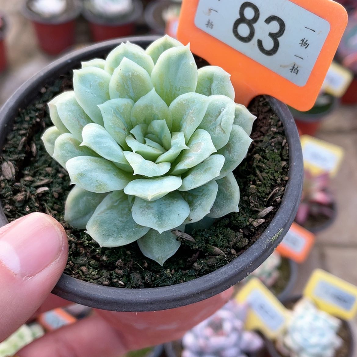 【闪购商品】83号的