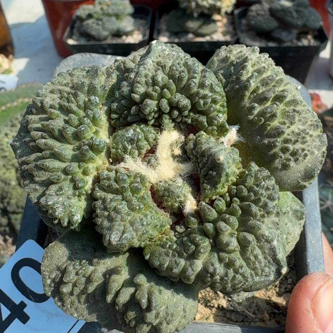 【闪购商品】梦幻怒涛740