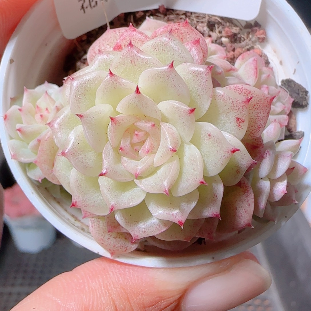 花语多肉1203-158