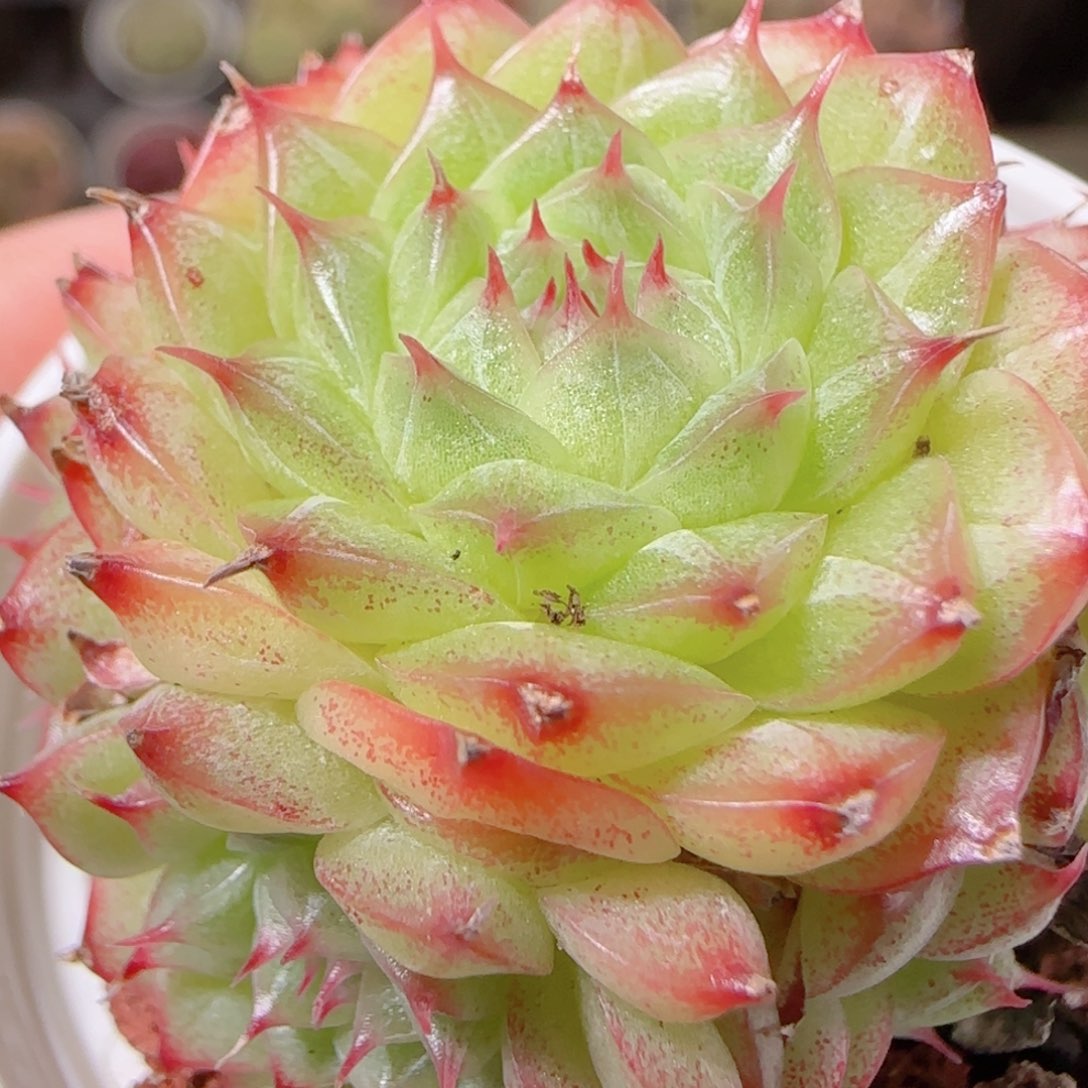 花语多肉1207-194散海王