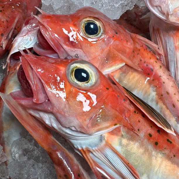 广东汕尾野生海钓红角鱼