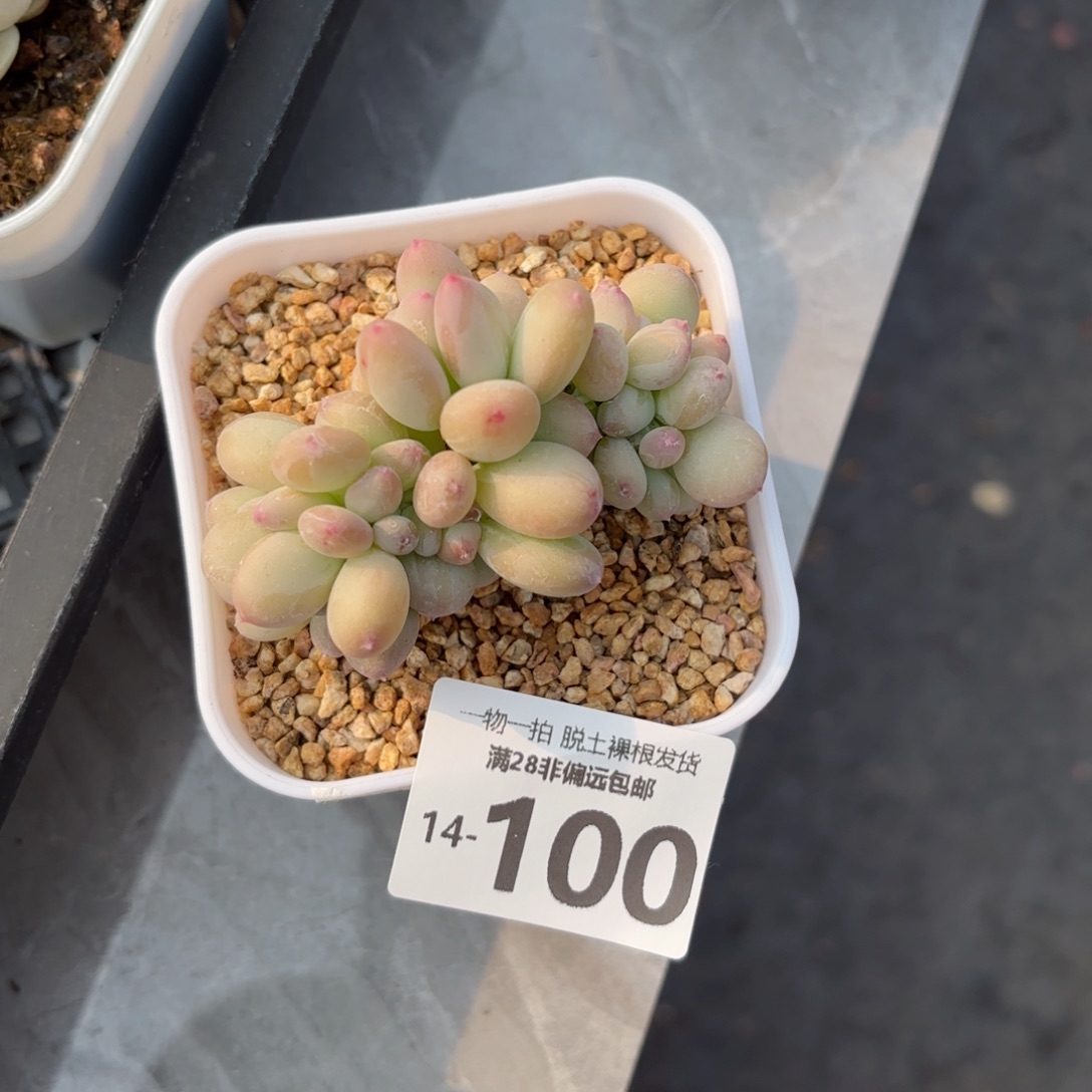 三日月美人缀化多肉