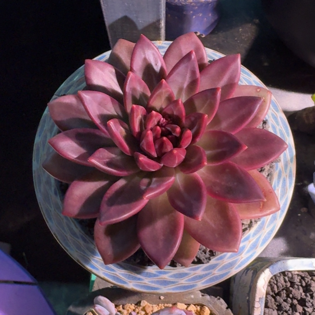 迷雾泡泡 单头  一物一拍